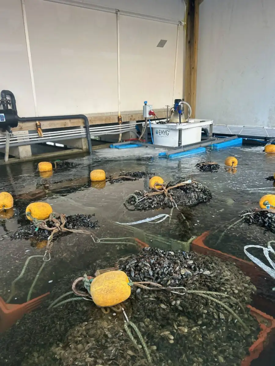 Sas Les Boucholeurs Moules De Bouchot Penestin Galerie 11