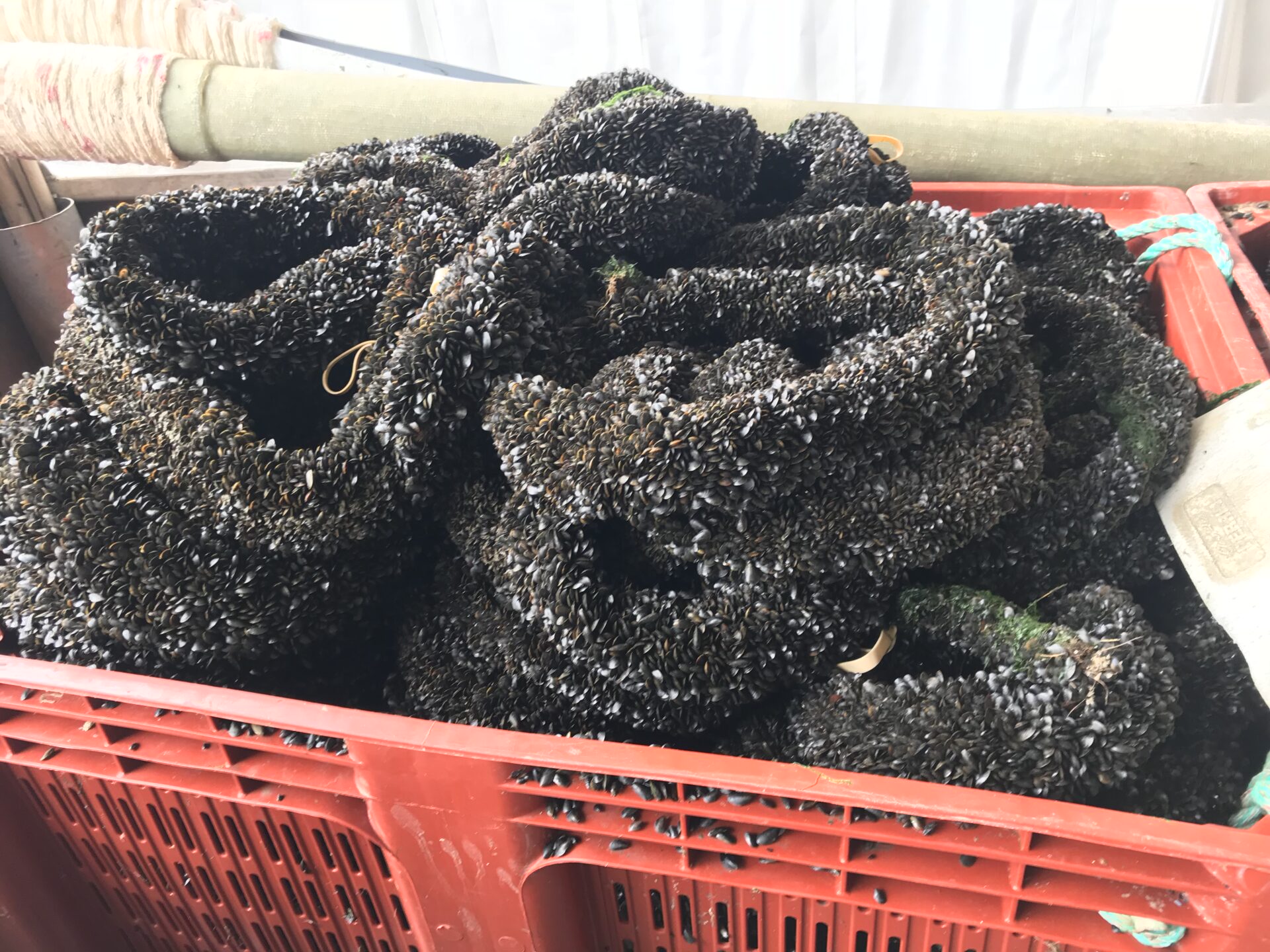 Sas Les Boucholeurs Moules De Bouchot Penestin IMG 0719 1