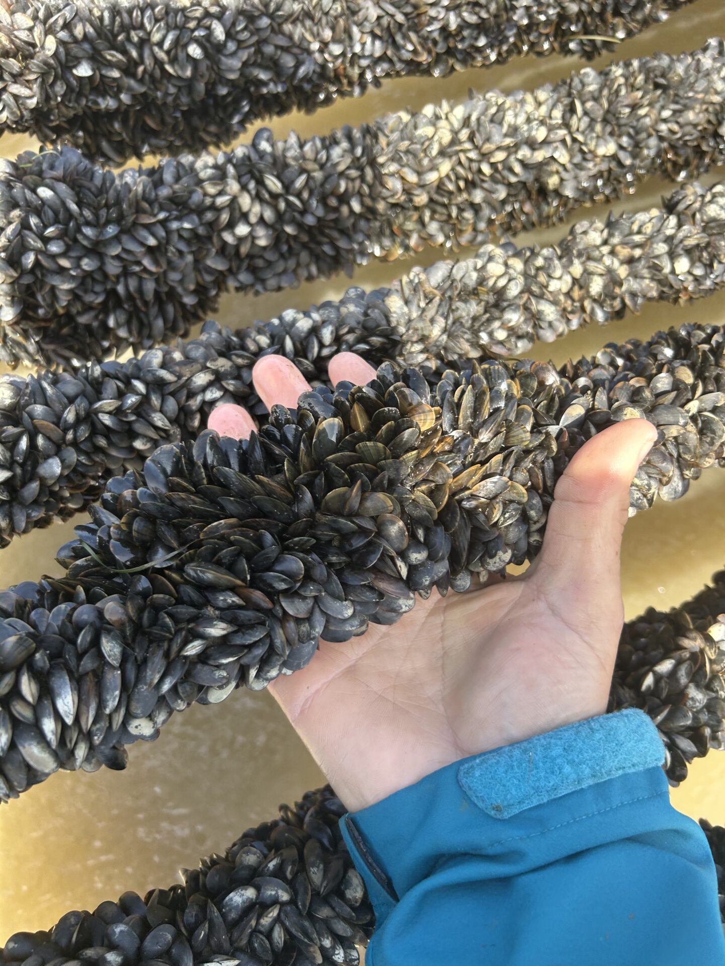 Sas Les Boucholeurs Moules De Bouchot Penestin IMG 0366 Sas Les Boucholeurs Moules De Bouchot Penestin IMG 0366