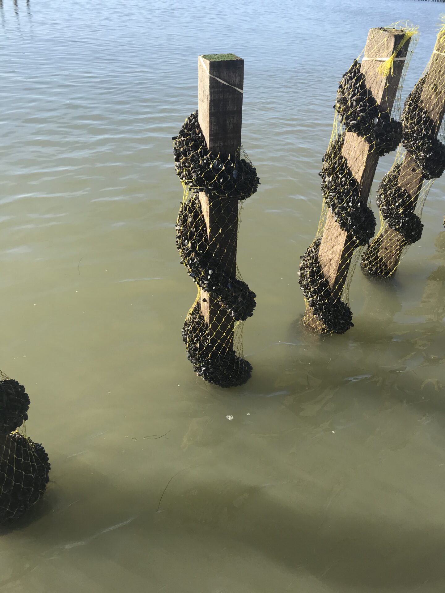 Sas Les Boucholeurs Moules De Bouchot Penestin IMG 0778 Sas Les Boucholeurs Moules De Bouchot Penestin IMG 0778