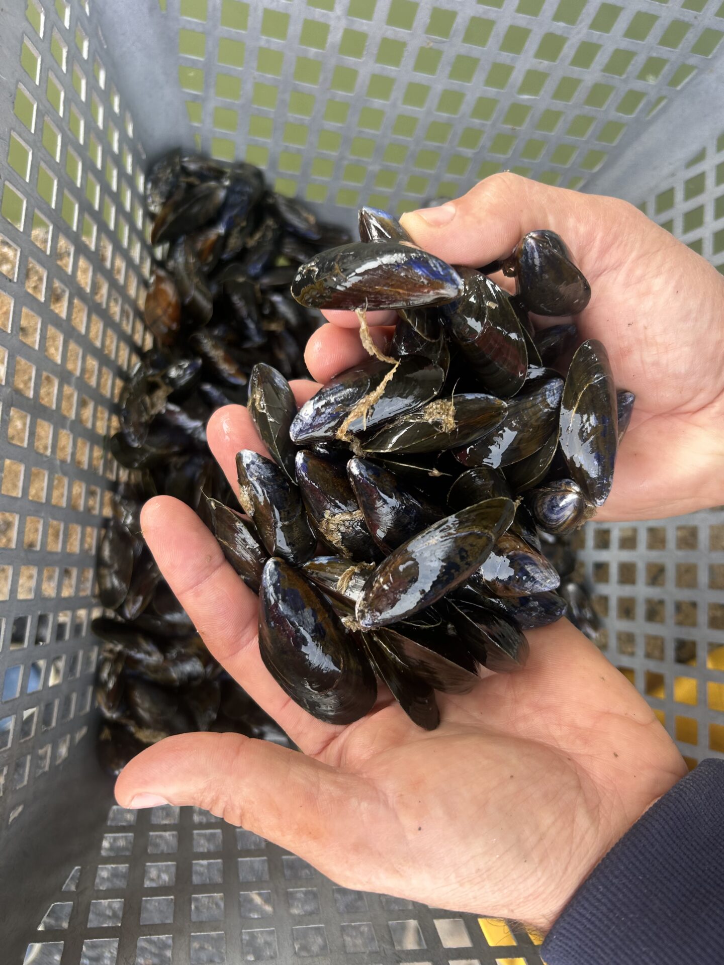 Sas Les Boucholeurs Moules De Bouchot Penestin IMG 3156 Sas Les Boucholeurs Moules De Bouchot Penestin IMG 3156